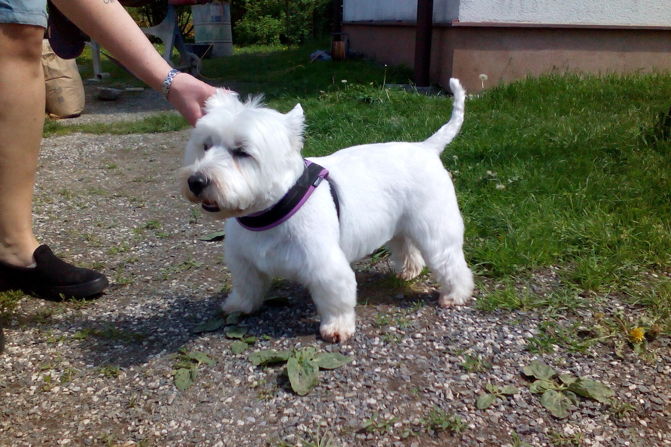 Kateřina Vršanová - Salon u veteriny