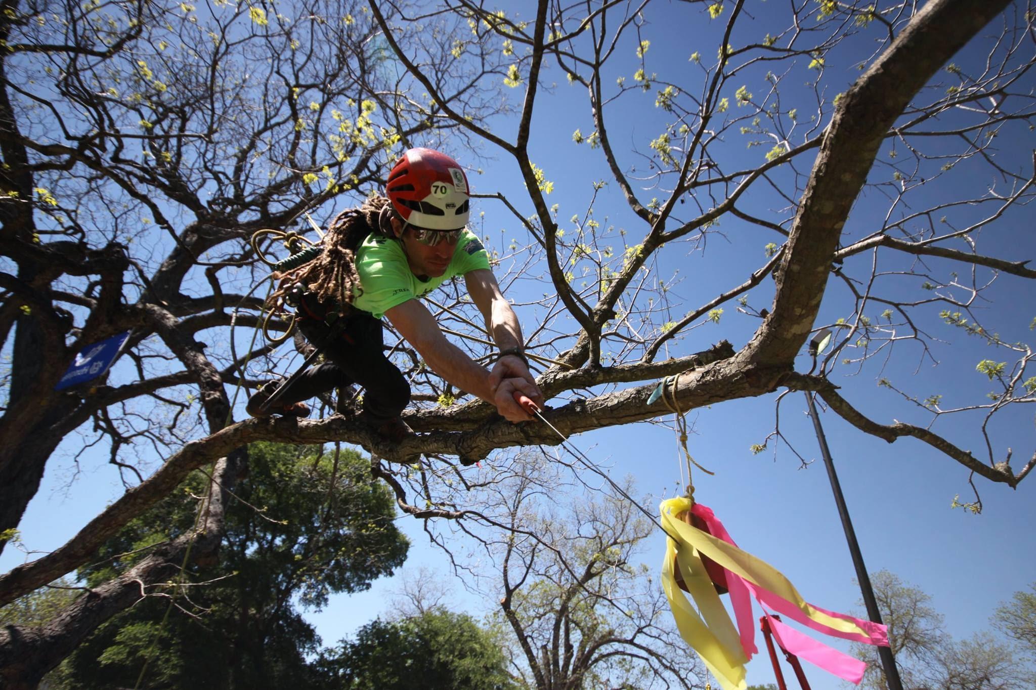 Treeclimbers - Daniel Dolenský