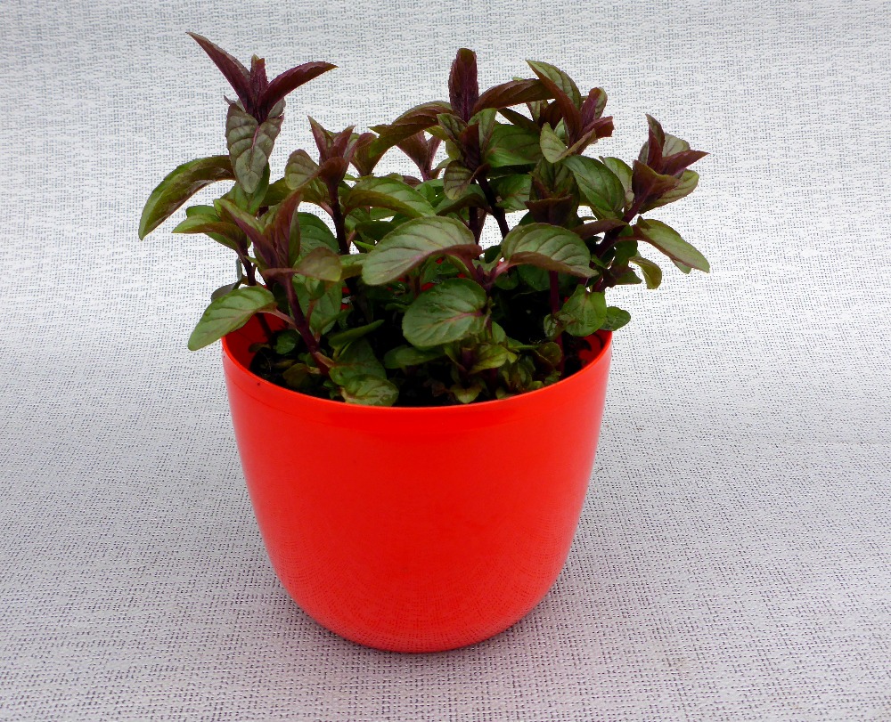 Zahradnictví WEISS s.r.o. foto 4