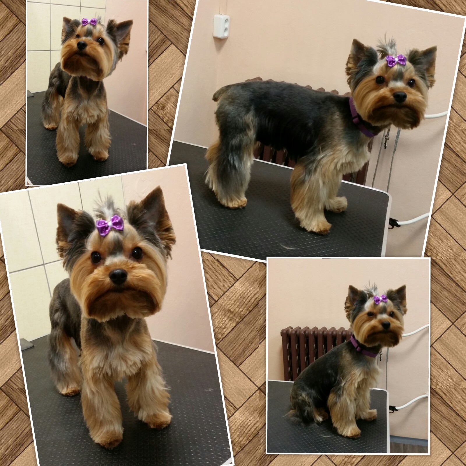 Salon pro psy Gábi foto 3