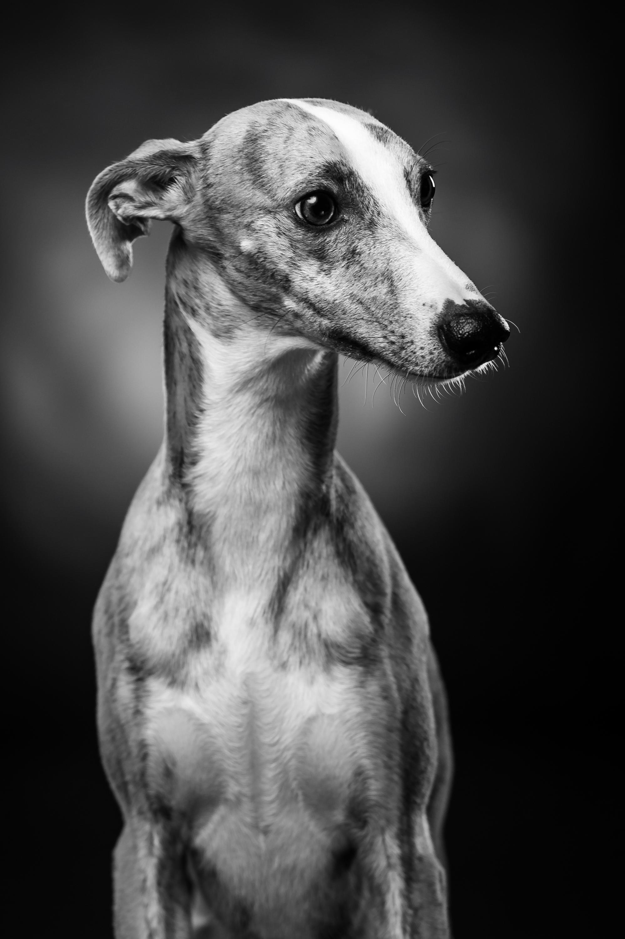 CHOVATELSKÁ STANICE WHIPPETŮ ZARYA foto 2