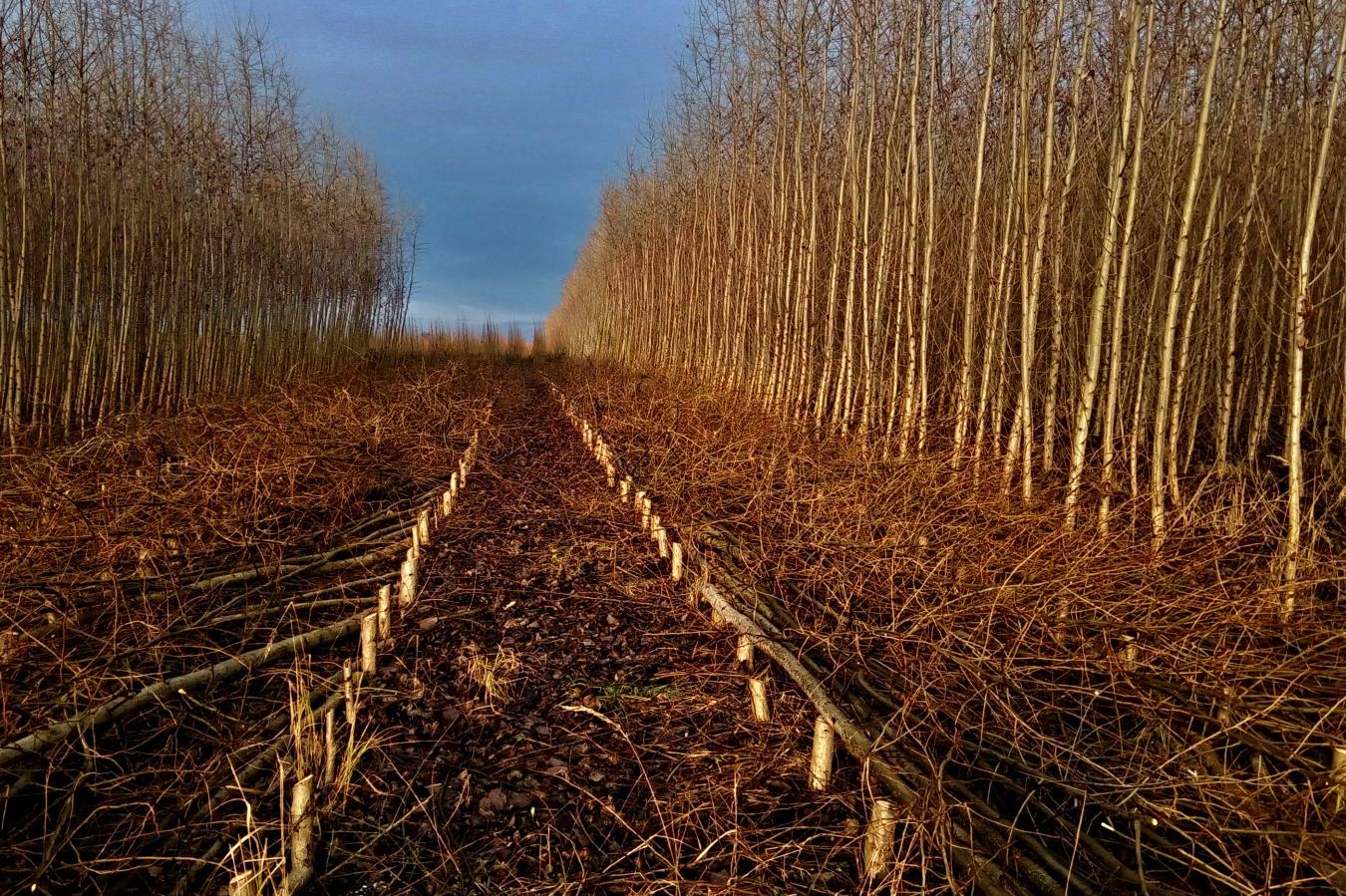 Petr Špatenka - Vypěstuj si les