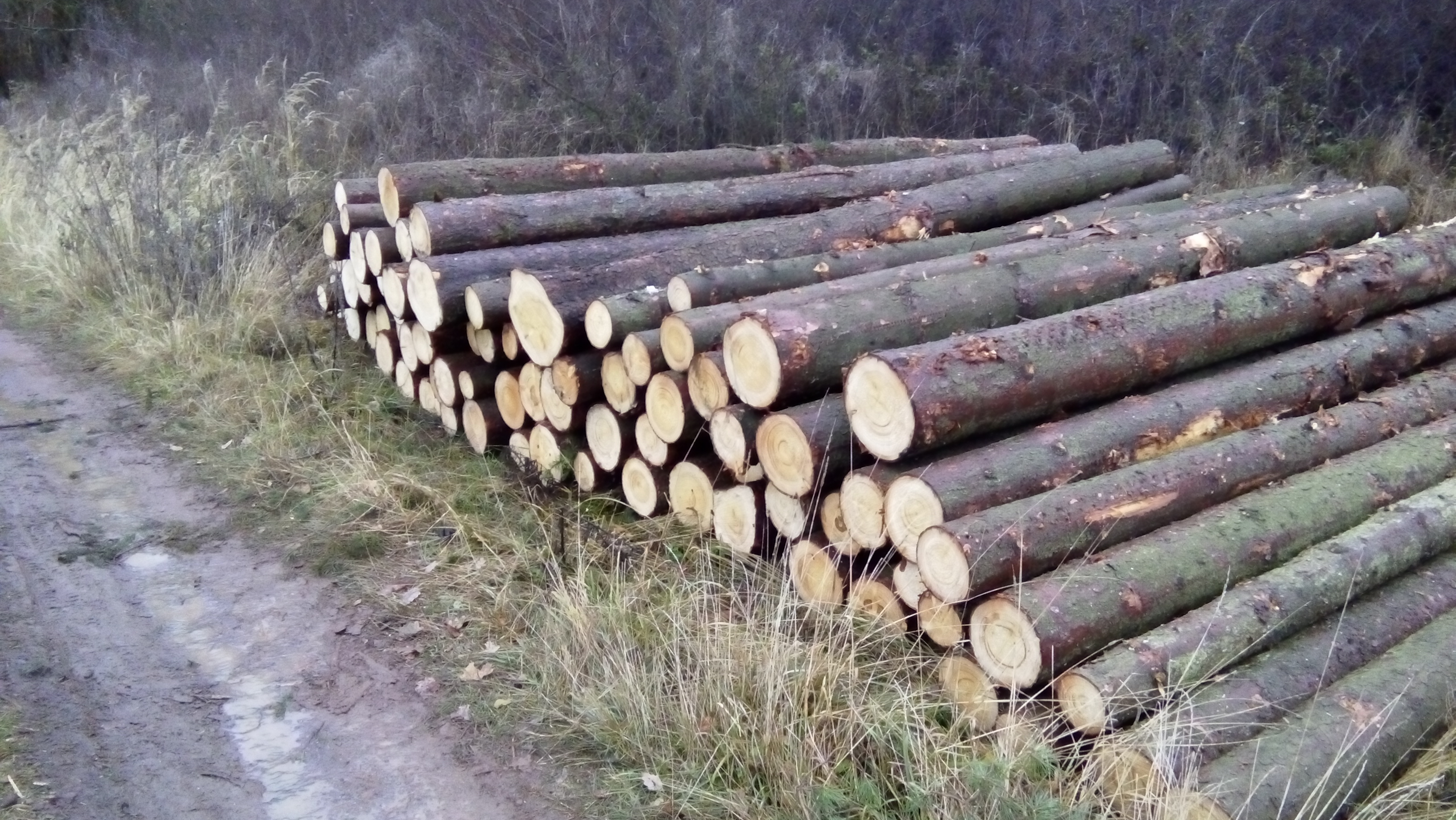 DŘEVO - KORYTA, s.r.o. foto 3