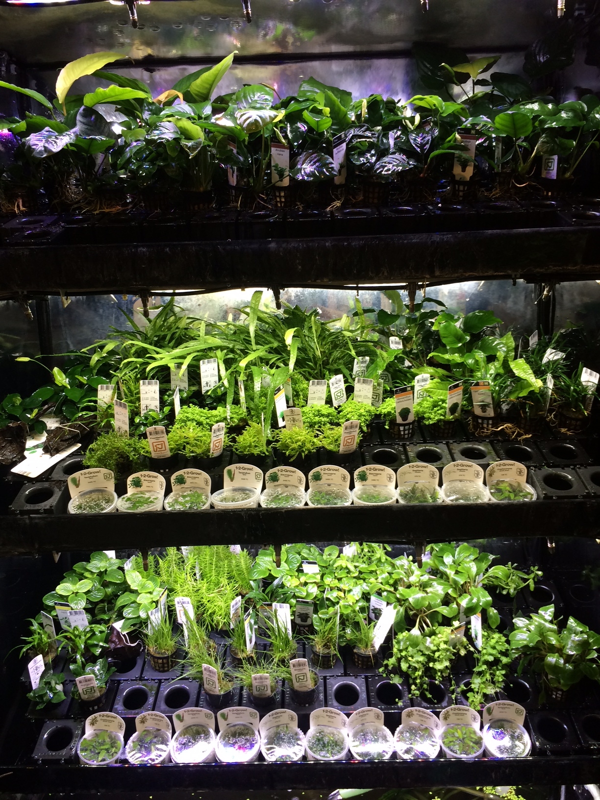Juwelakvarium foto 2