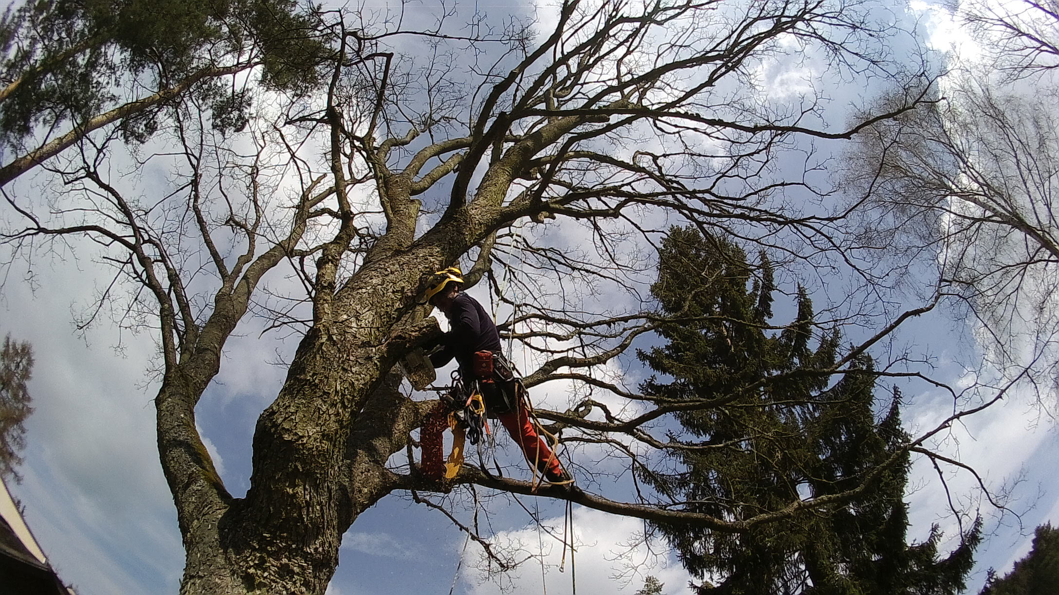 Rizikové kácení stromů - Tomáš Halada foto 5