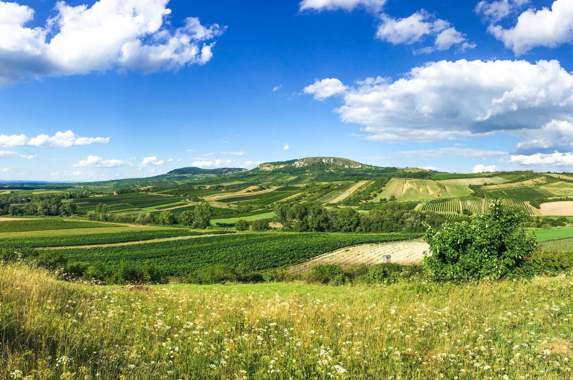 Vinařství Velké Bílovice