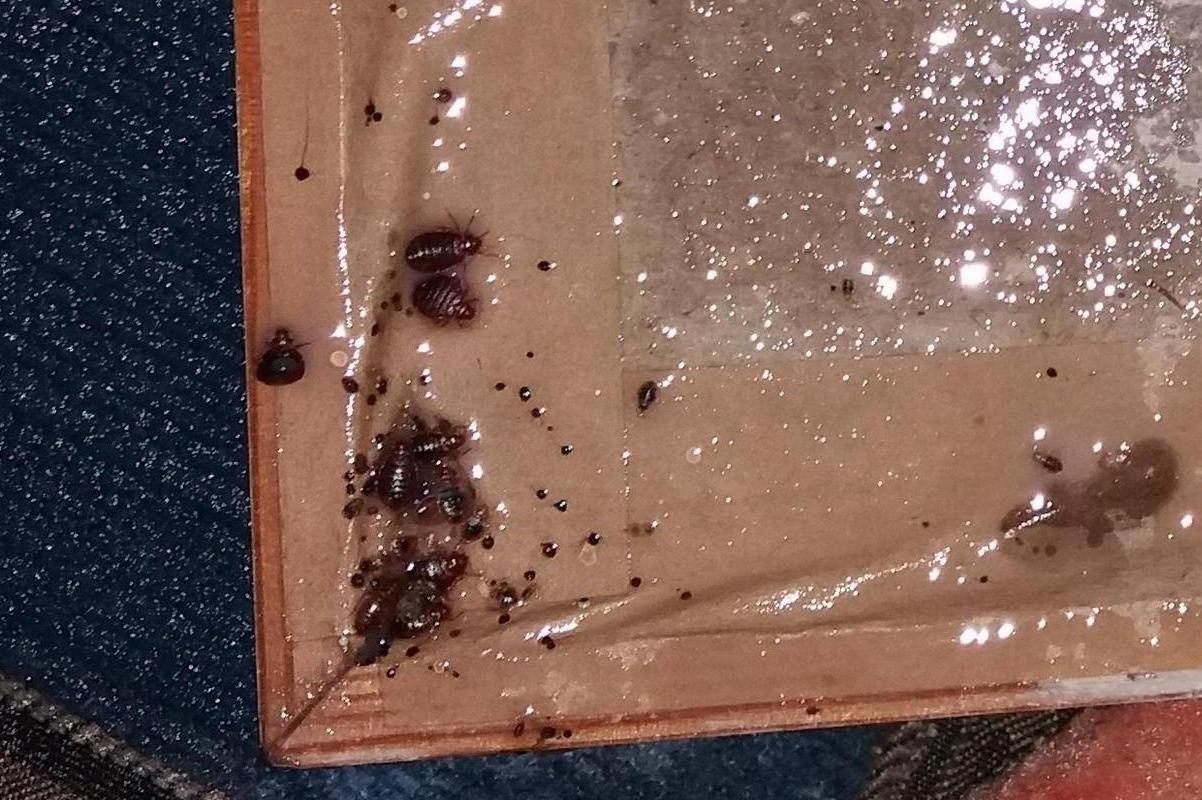 Reglend - Petr Horáček, Vladimír Bláha