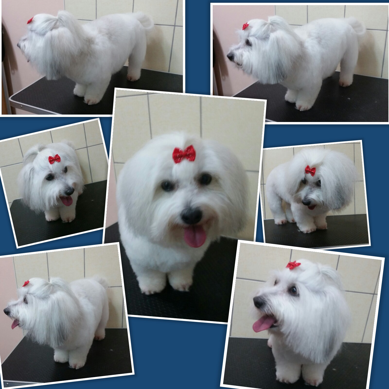 Salon pro psy Gábi foto 4