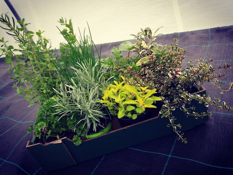 Zahradnictví WEISS s.r.o. foto 1