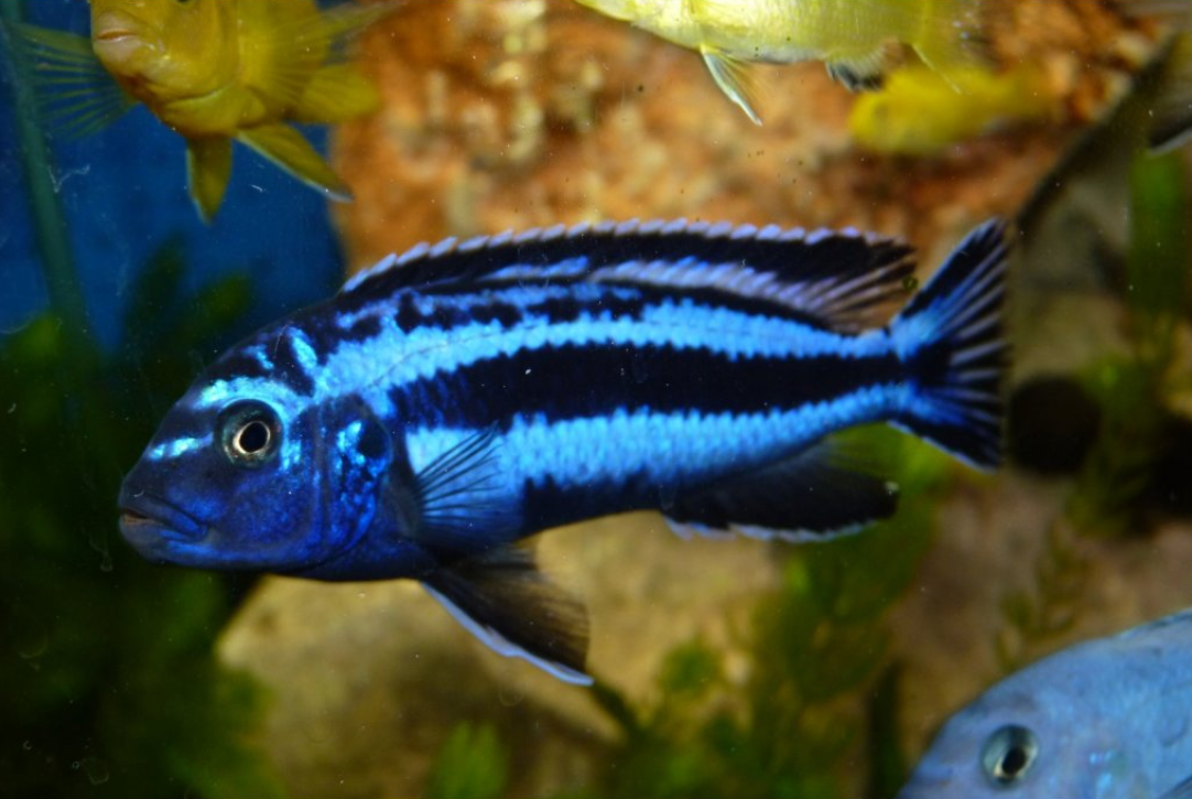 Josef Plochý - Akvarijní ryby foto 2