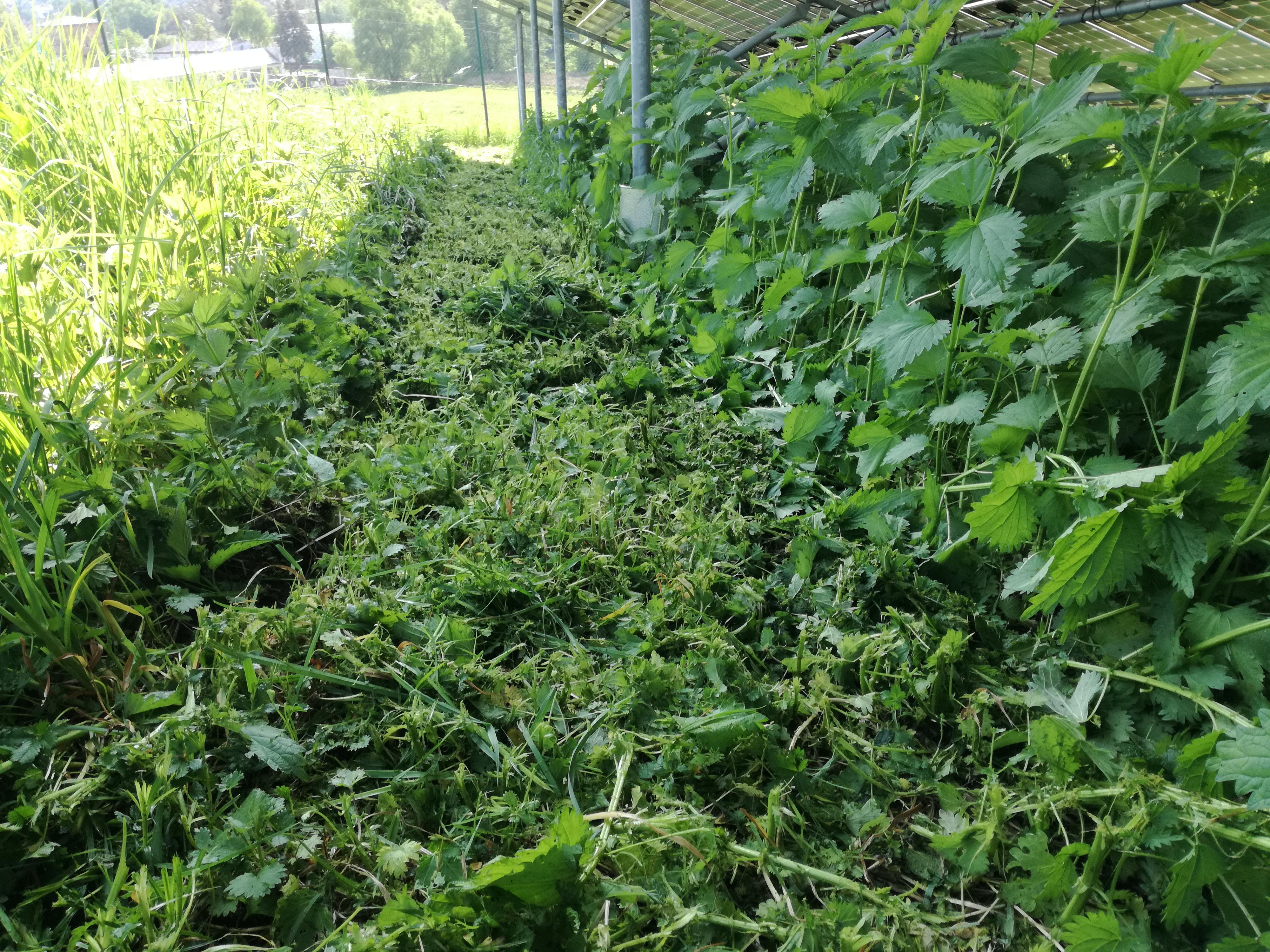 Autodoprava - Rekultivace zeleně Václav Borodenko foto 3