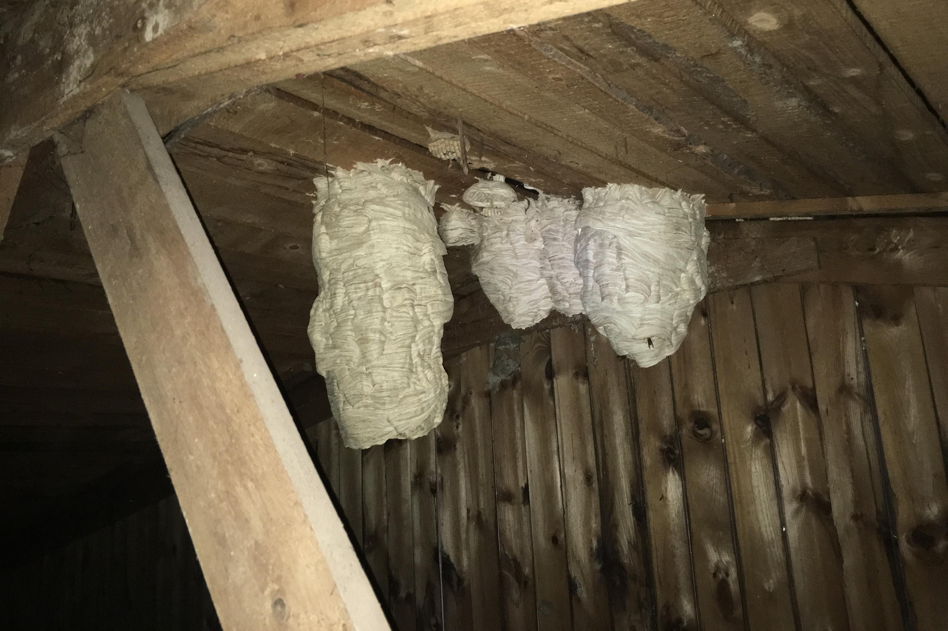 Pavel Horáček - DDD