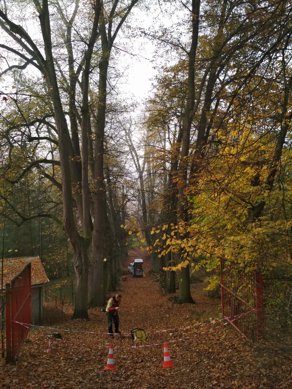 Milan Dvořáček - péče o stromy foto 3