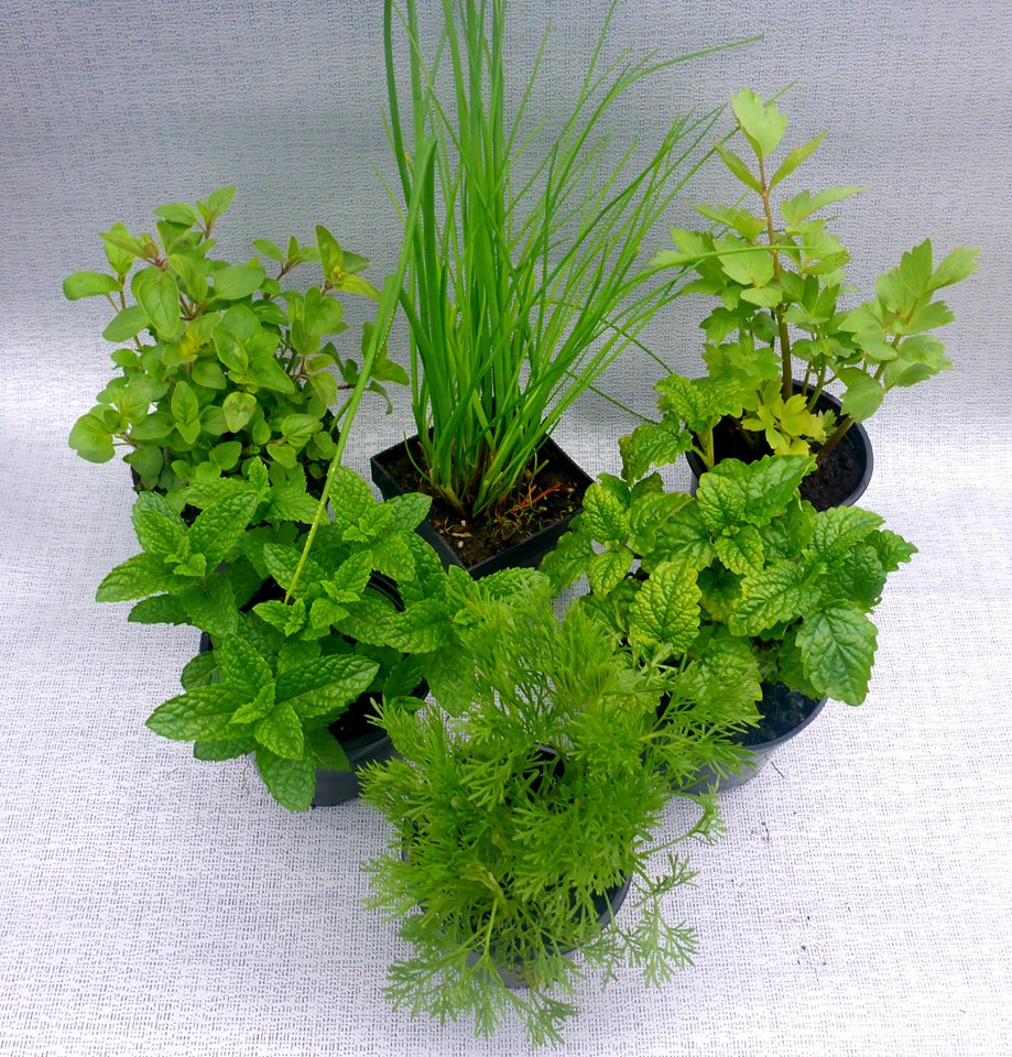 Zahradnictví WEISS s.r.o. foto 2