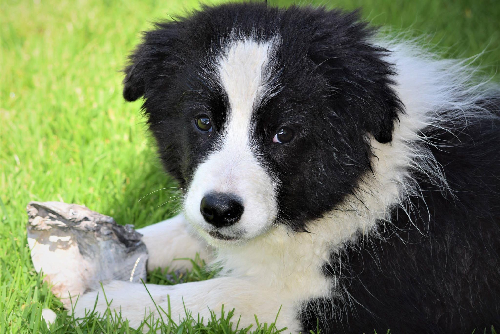 Chovatelská stanice psů Dream of joy