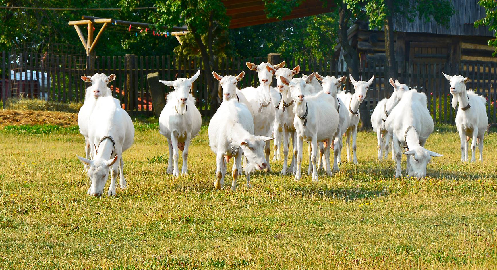 Farma pod Zvičinou foto 1
