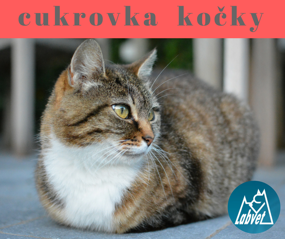 Labvet.cz - veterinární laboratoř a ordinace foto 5