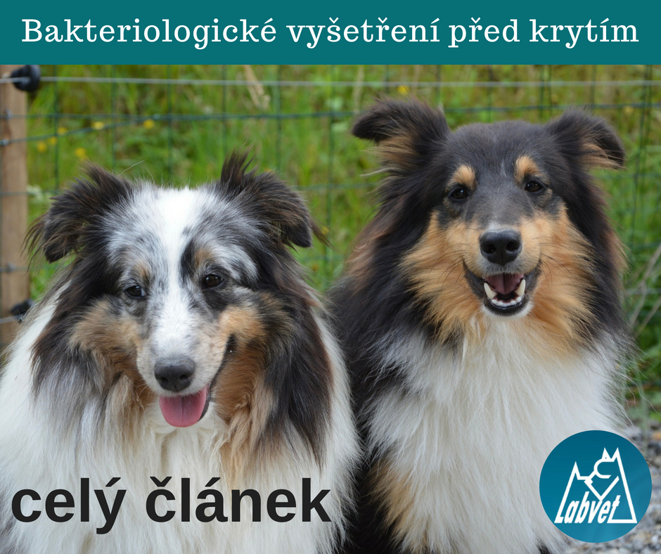 Labvet.cz - veterinární laboratoř a ordinace foto 2
