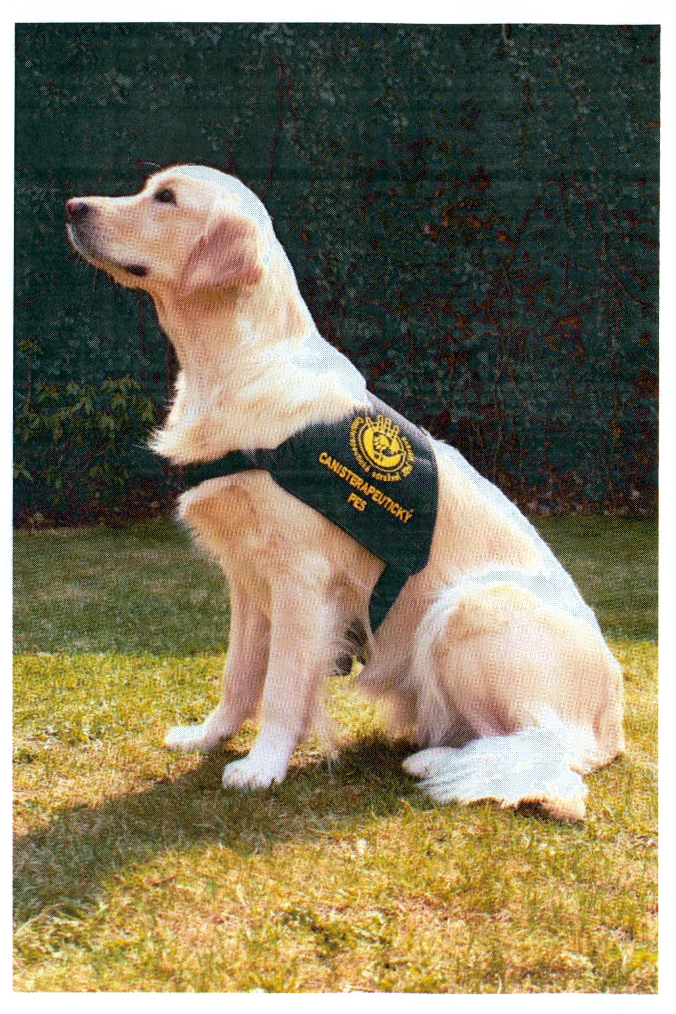 Canisterapeutické sdružení Jižní Morava foto 4