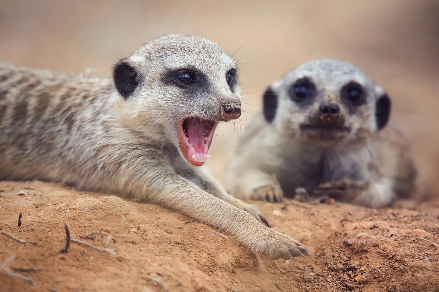 Zoologická zahrada Tábor - Suvenýry