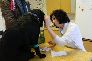 Firemní grafika Labvet.cz - veterinární laboratoř a ordinace