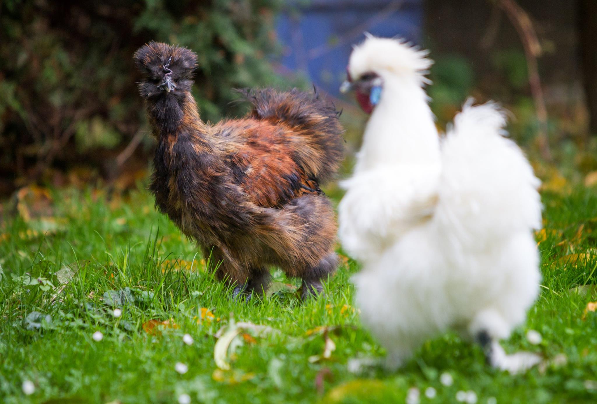 Farmářská školka Skřítek foto 3