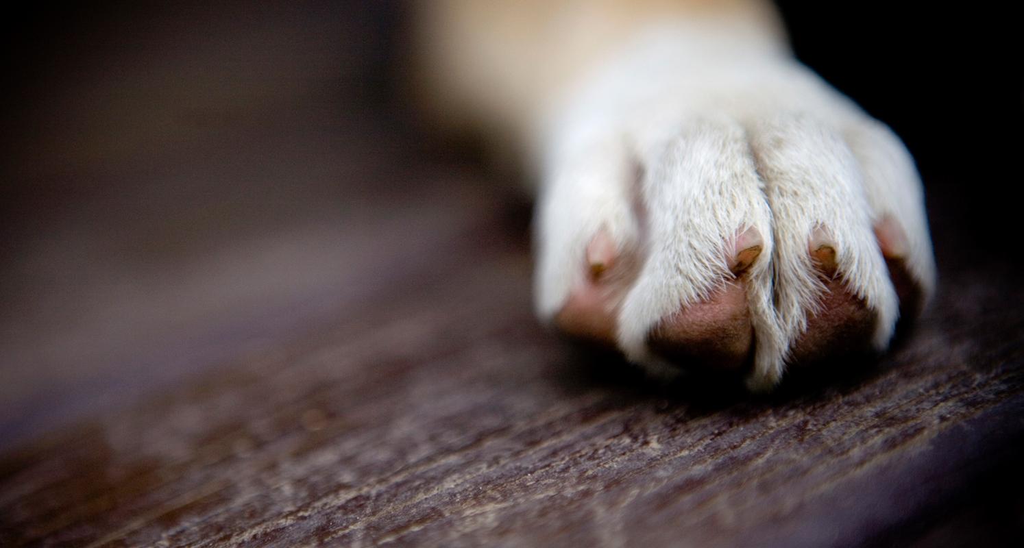 Stříhání psů a dentální hygiena - Jana Velíšková