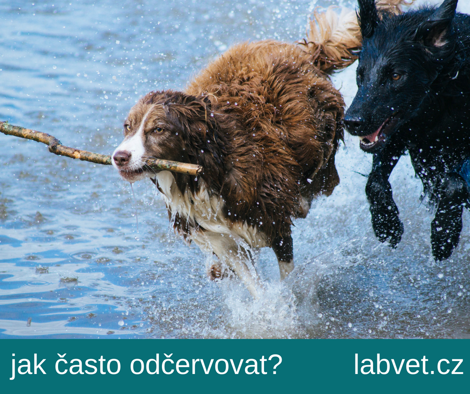Labvet.cz - veterinární laboratoř a ordinace foto 5