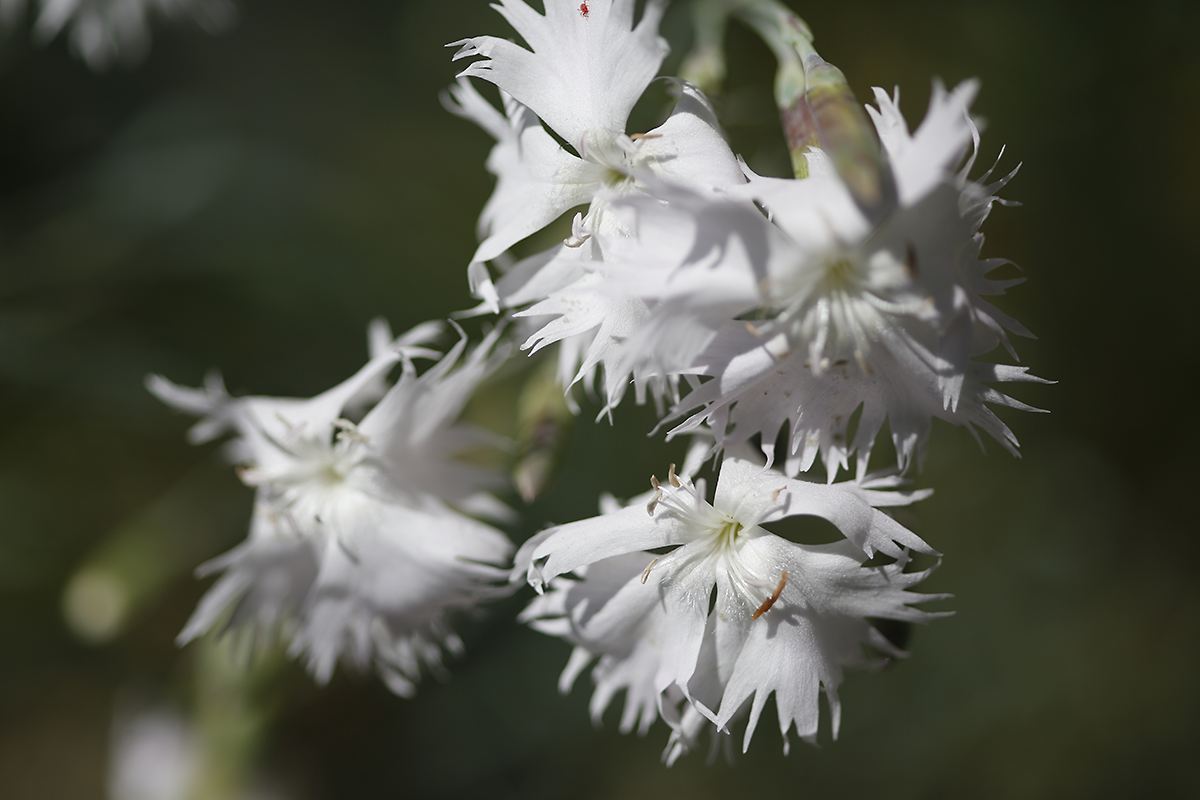 Liberecká škola foto•grafická foto 5