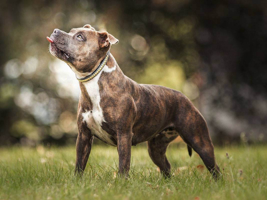 Chovatelská stanice psů BACK to LIFE foto 2