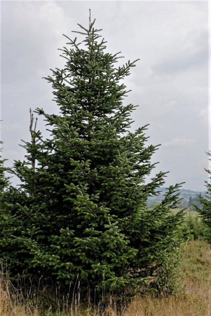 Ozdobný klest a Vánoční stromky - Vladimír Trojan foto 3