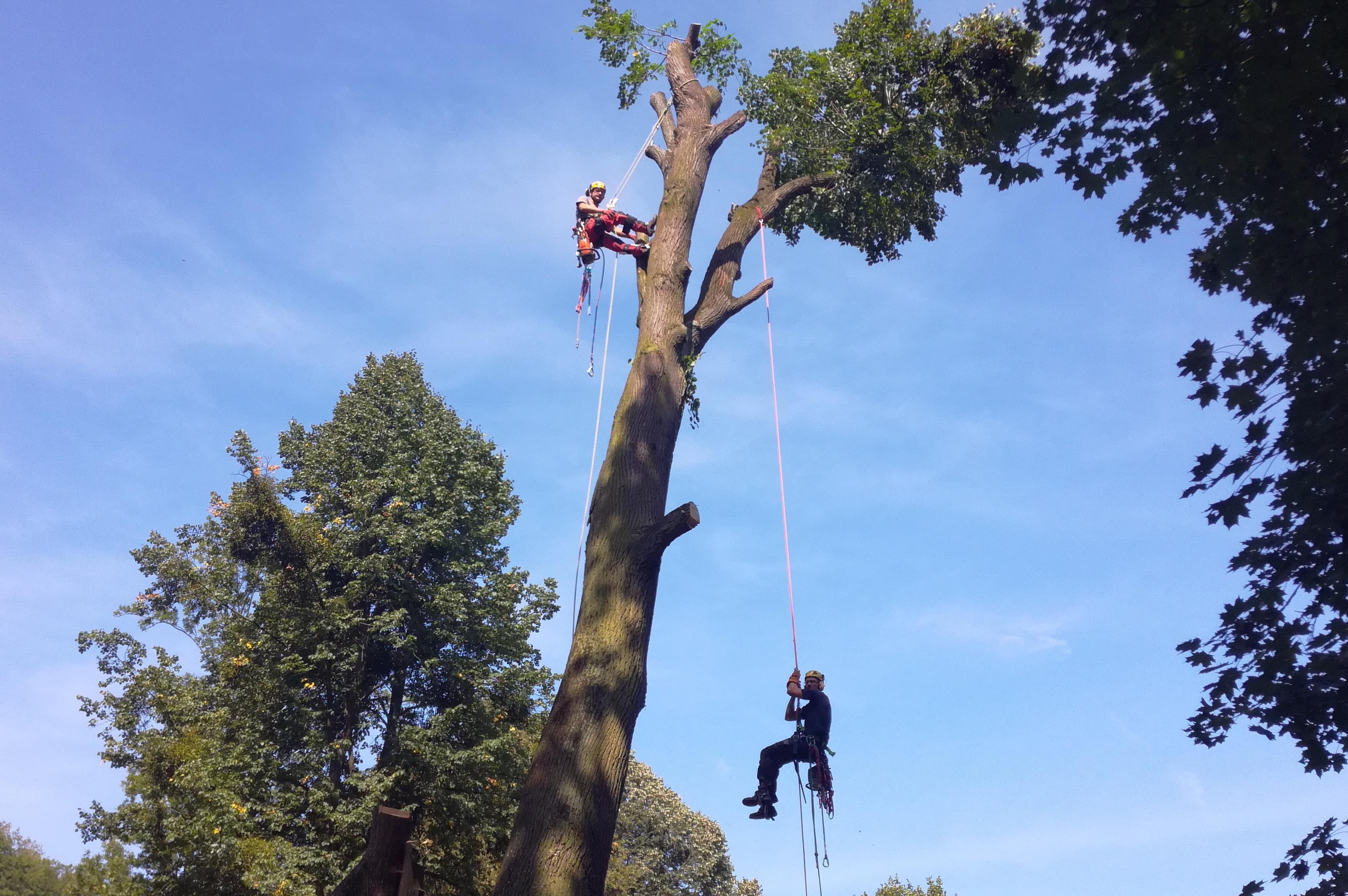 Arboristé Morava