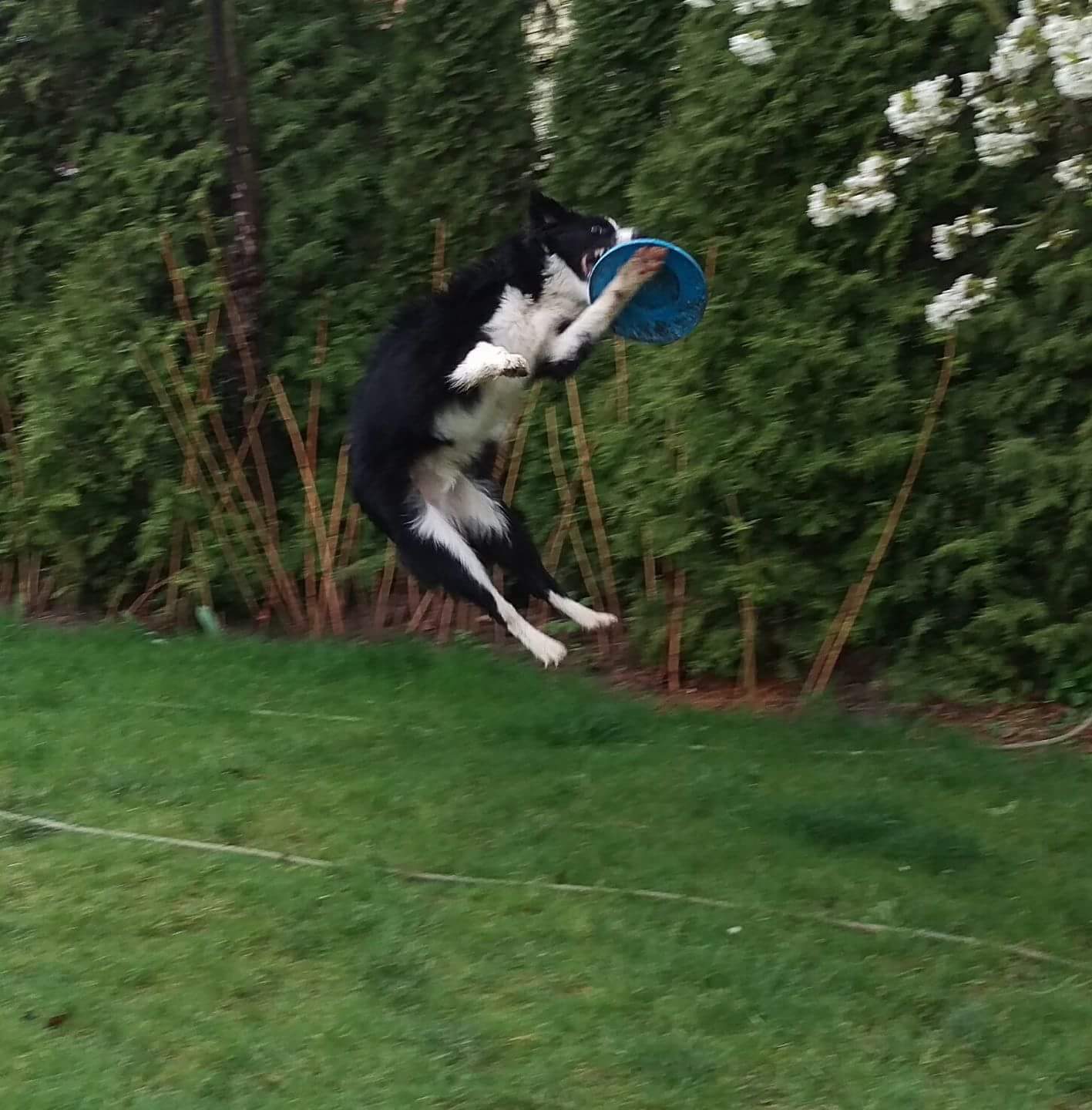 Psí školka, škola SAMBI foto 2