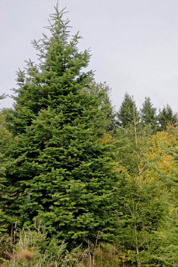 Ozdobný klest a Vánoční stromky - Vladimír Trojan foto 4