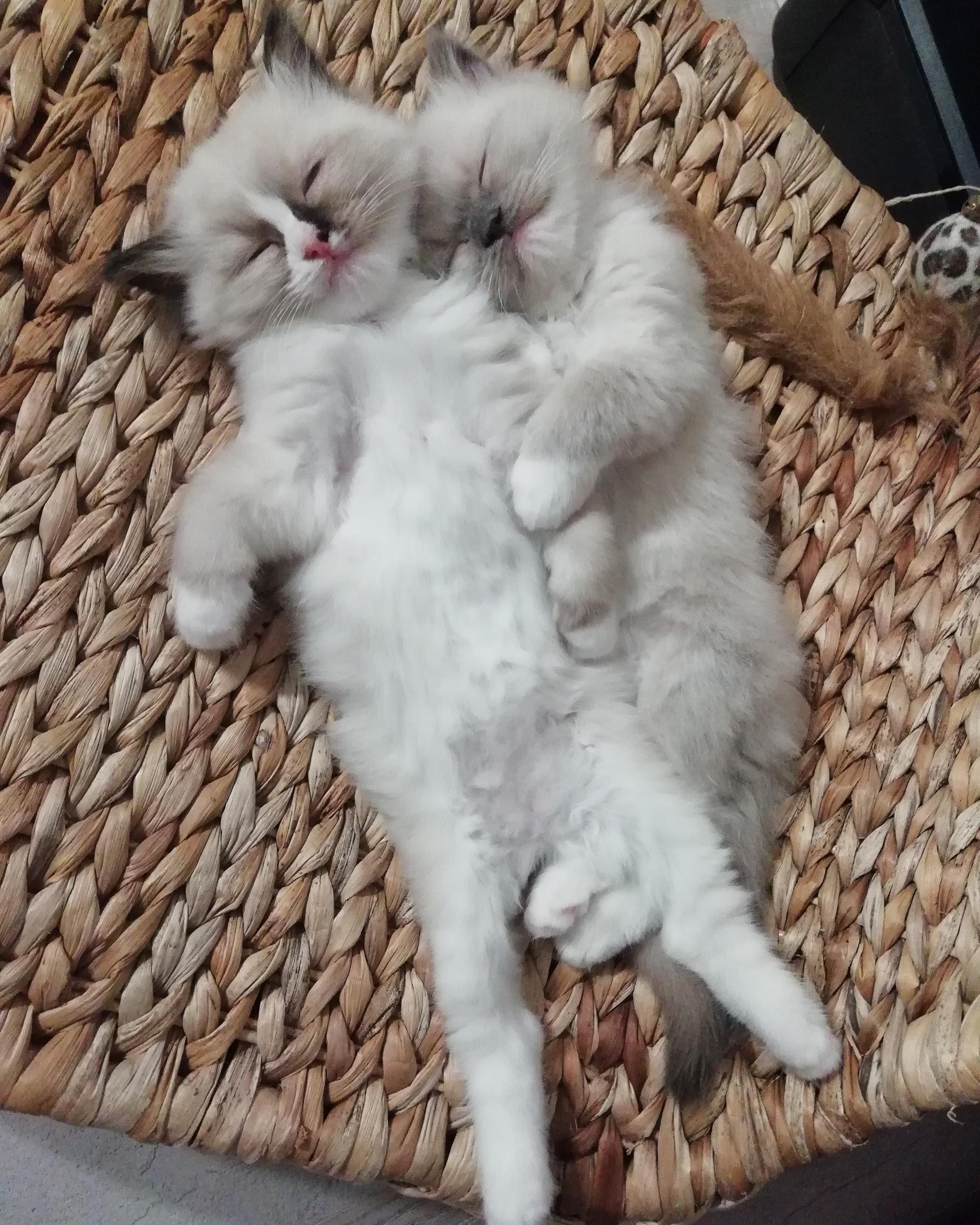 Kollis CZ - Chovatelská stanice koček Ragdoll foto 3