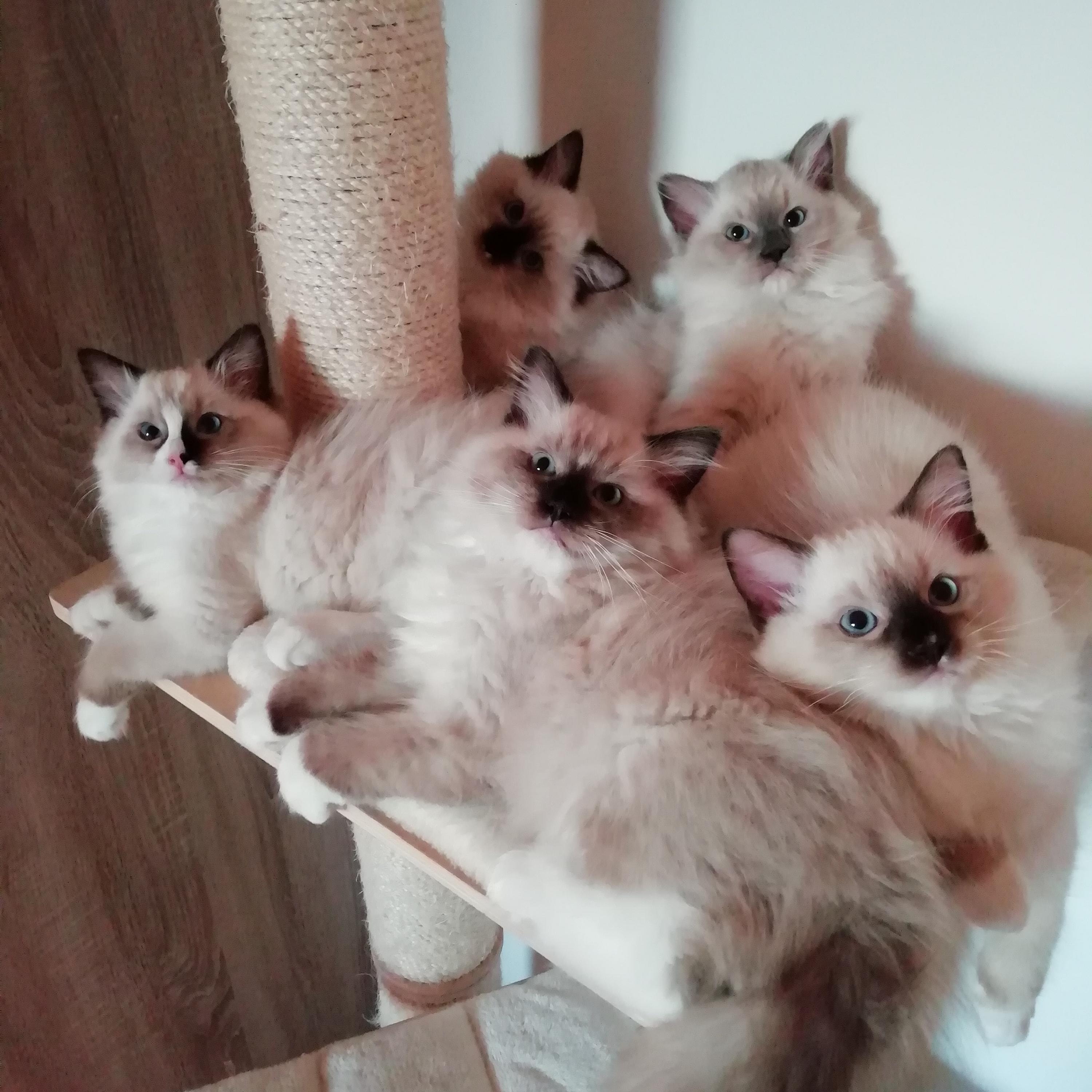 Kollis CZ - Chovatelská stanice koček Ragdoll foto 2