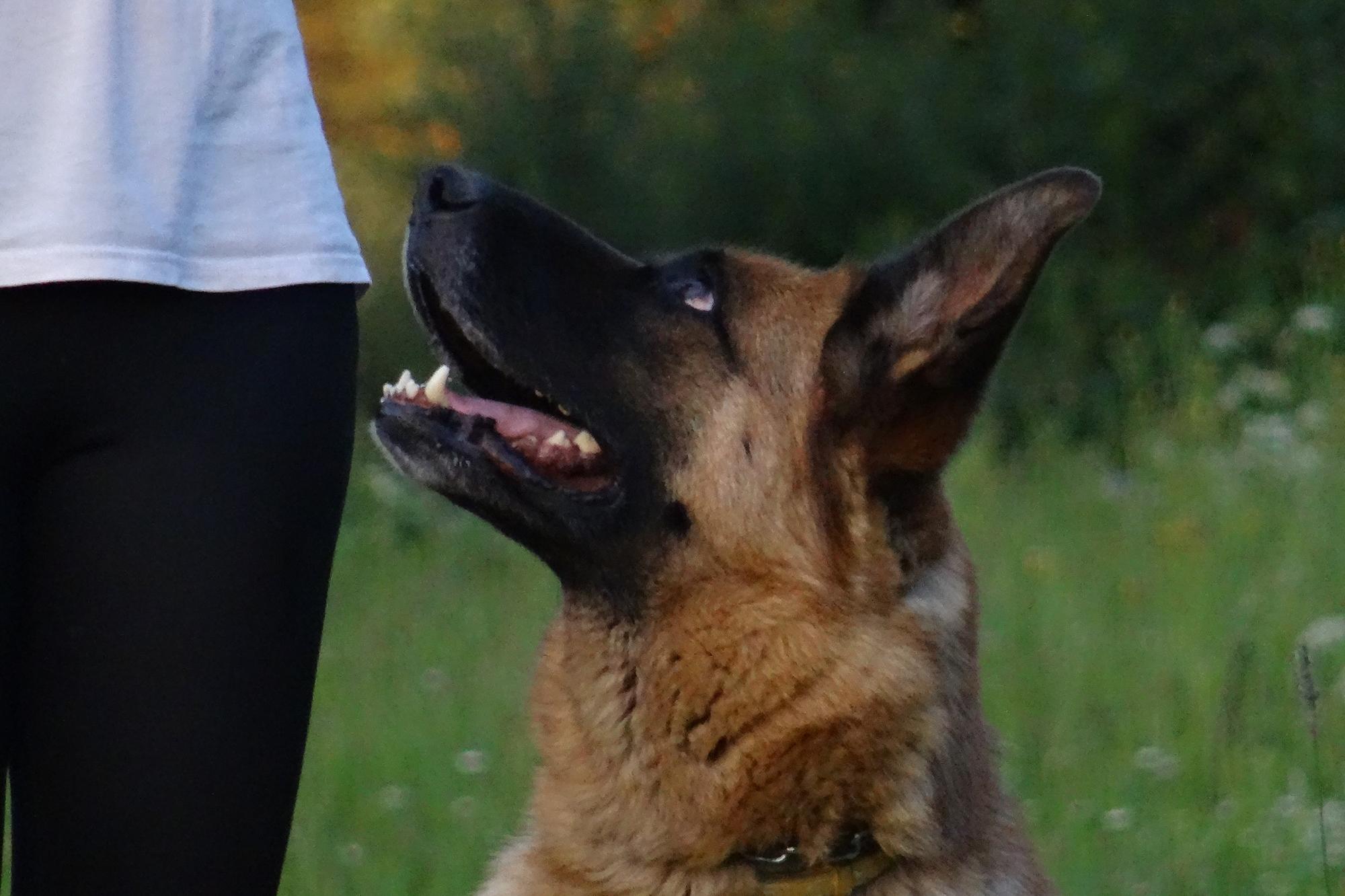 Trénink psů - Nikola Kotrbová