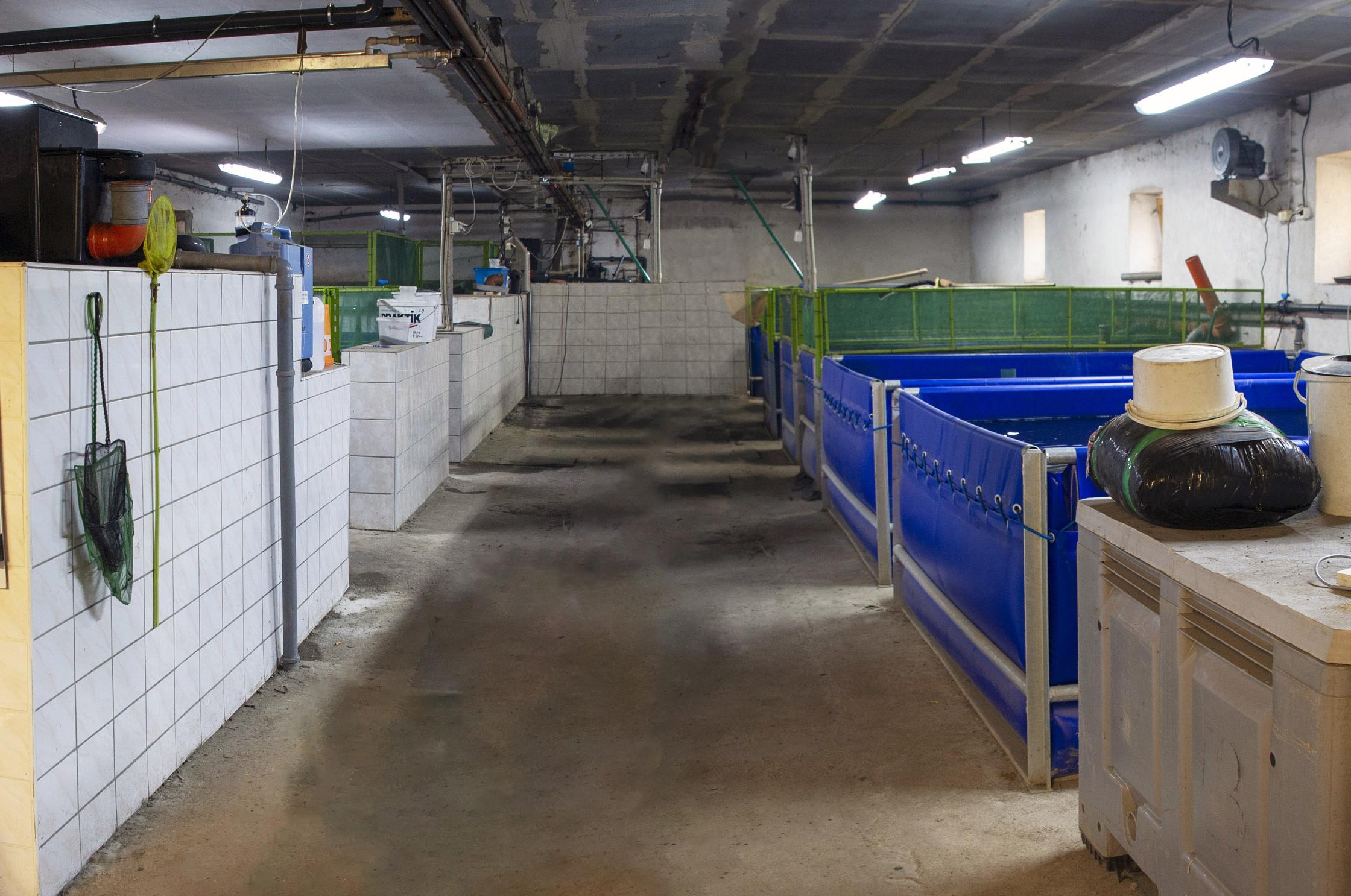 Michal Baumrukr - prodej ryb