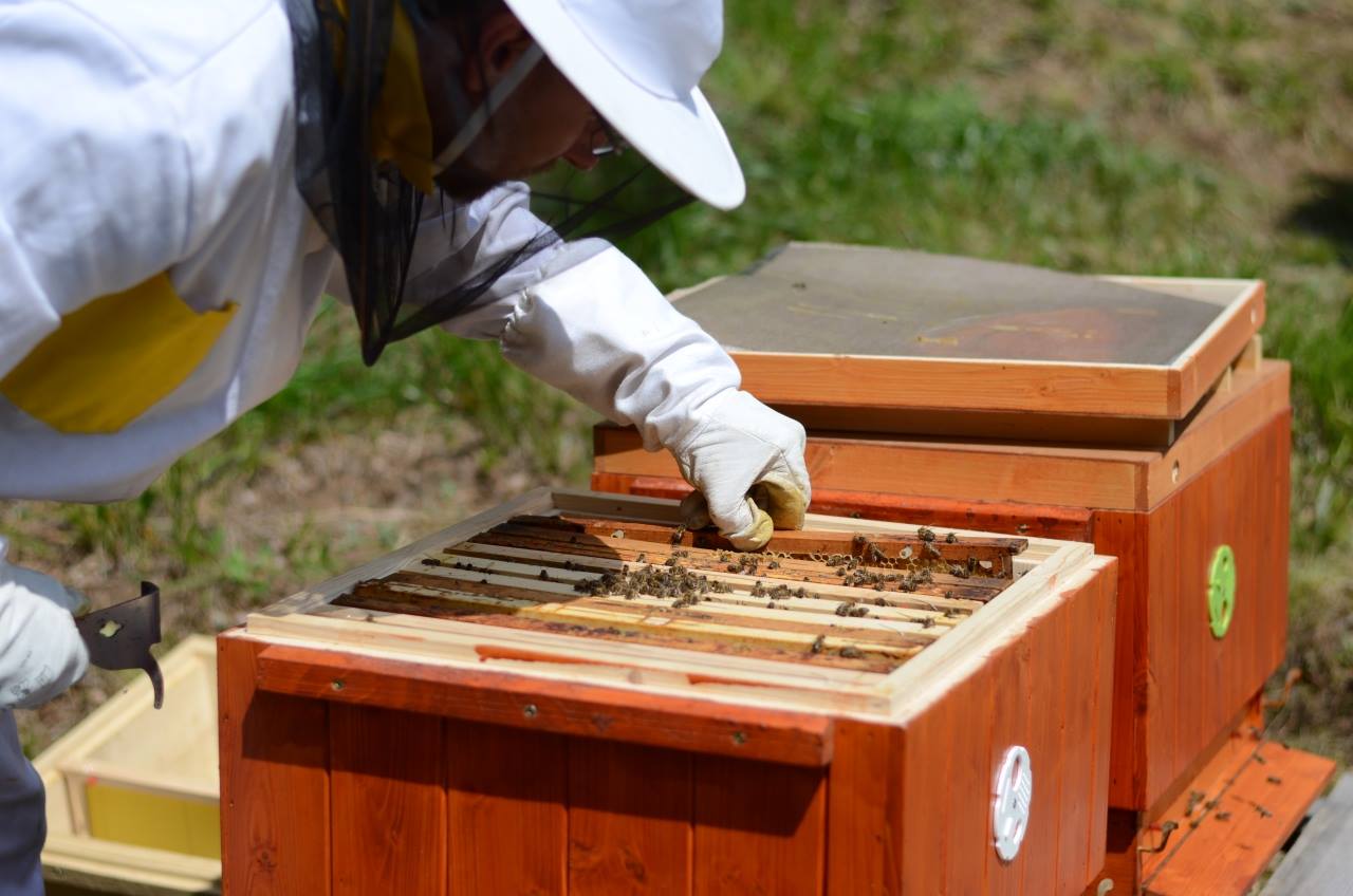 Včelařství Netolický