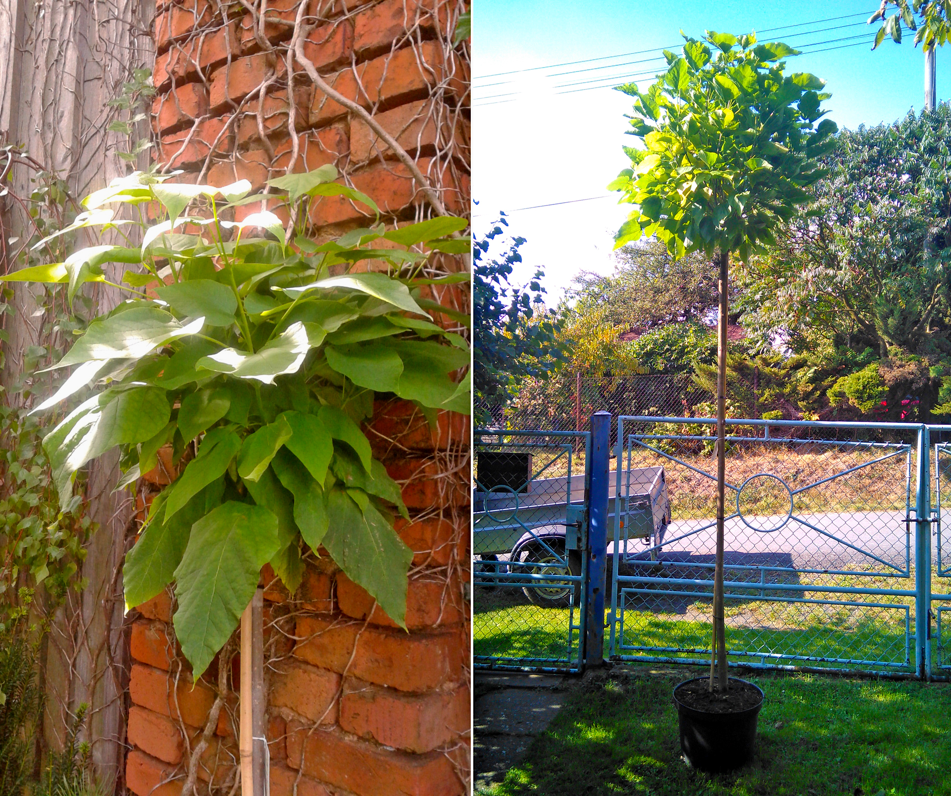 Zahradnictvieshop.cz foto 2