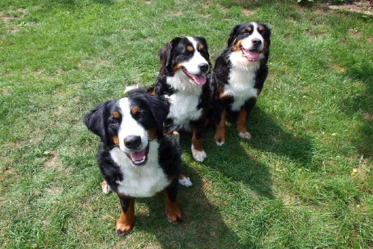 Psí škola u Míši