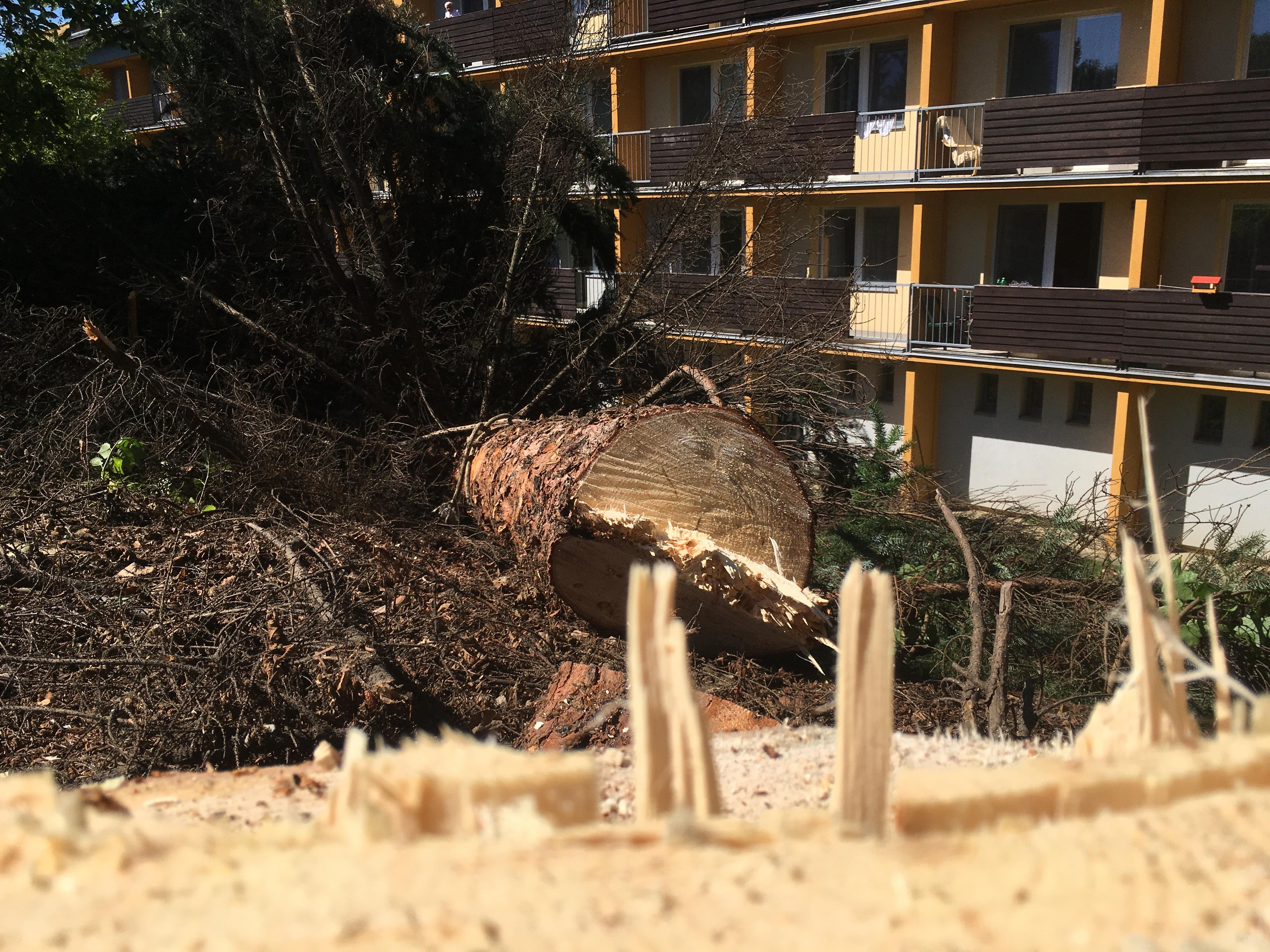 TREEZI Tomáš Zich foto 4