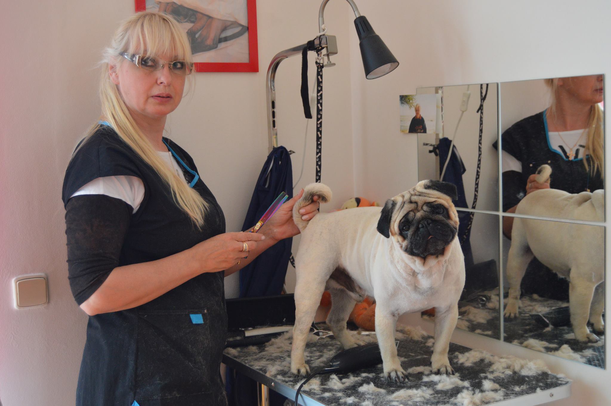 PetGrooming foto 4