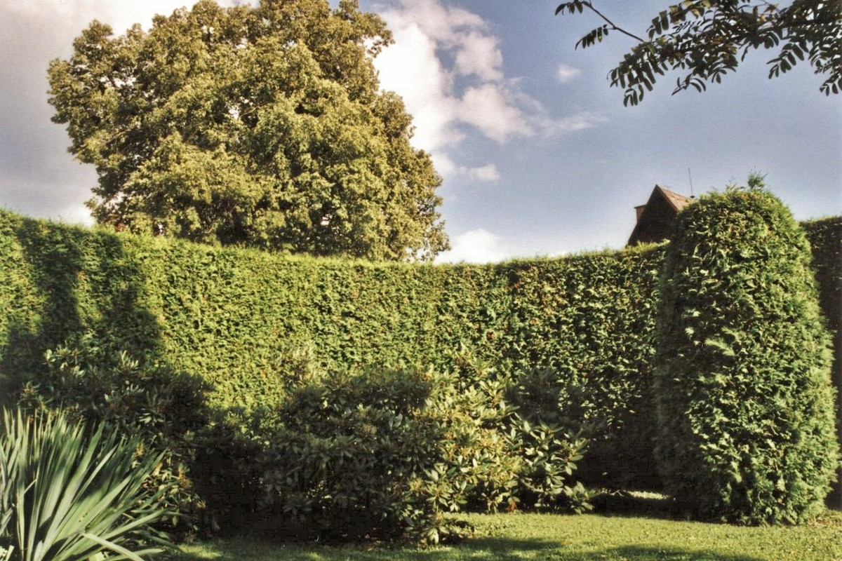 Živé ploty - Tujehabr