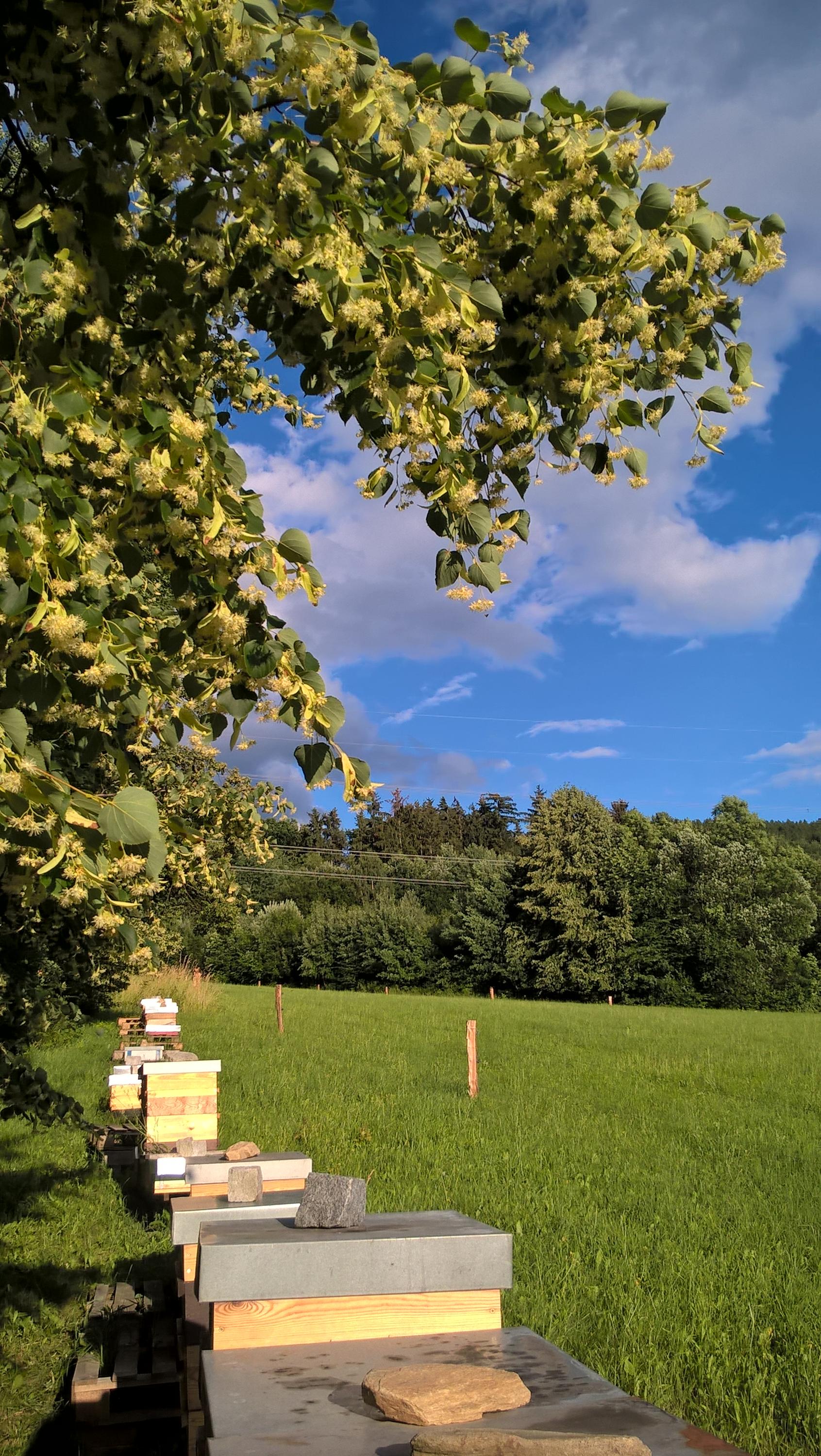 Včelnice pod lipou foto 3