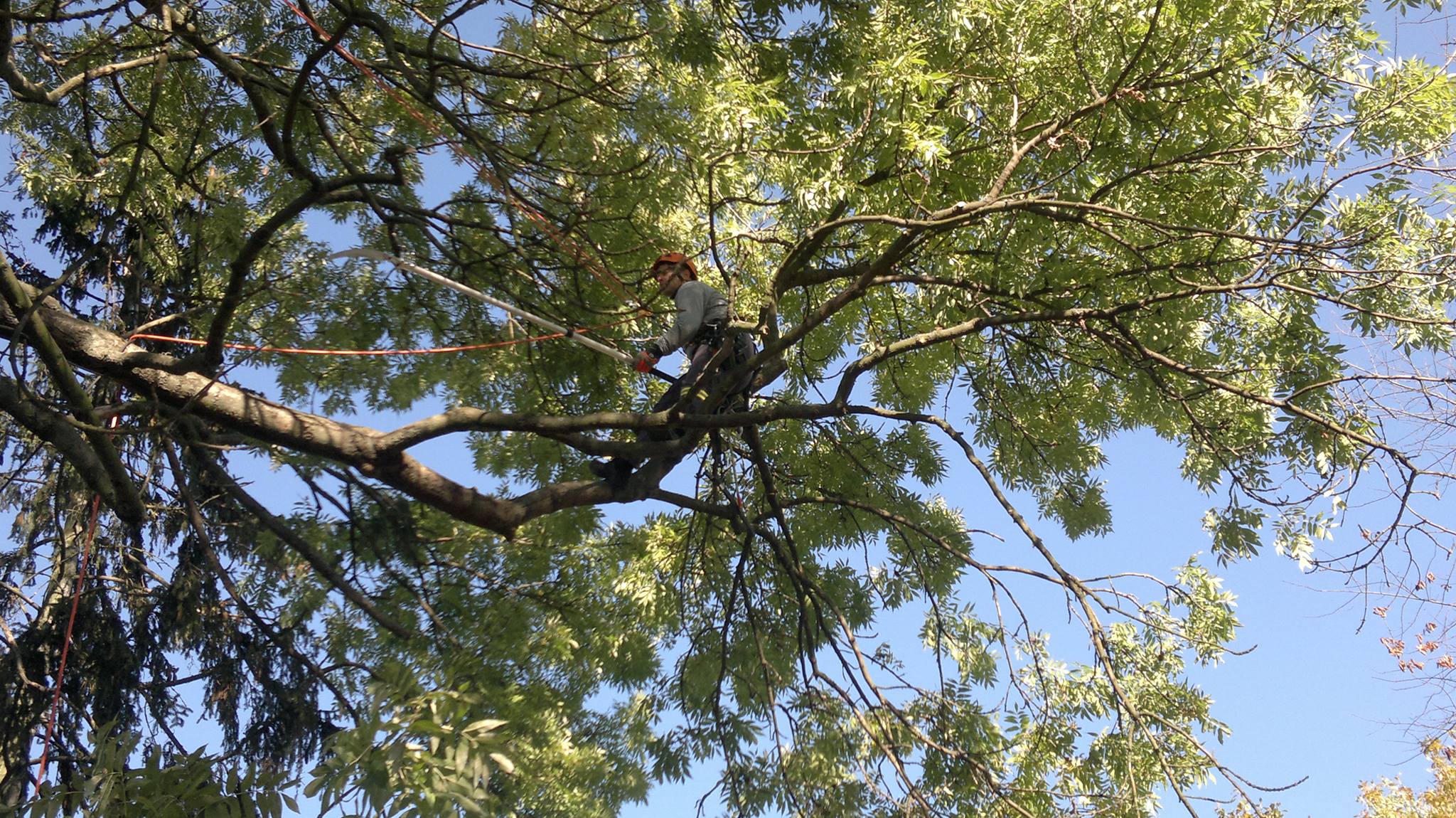 Kácení, prořezy a redukce stromů - Milan Churý foto 2