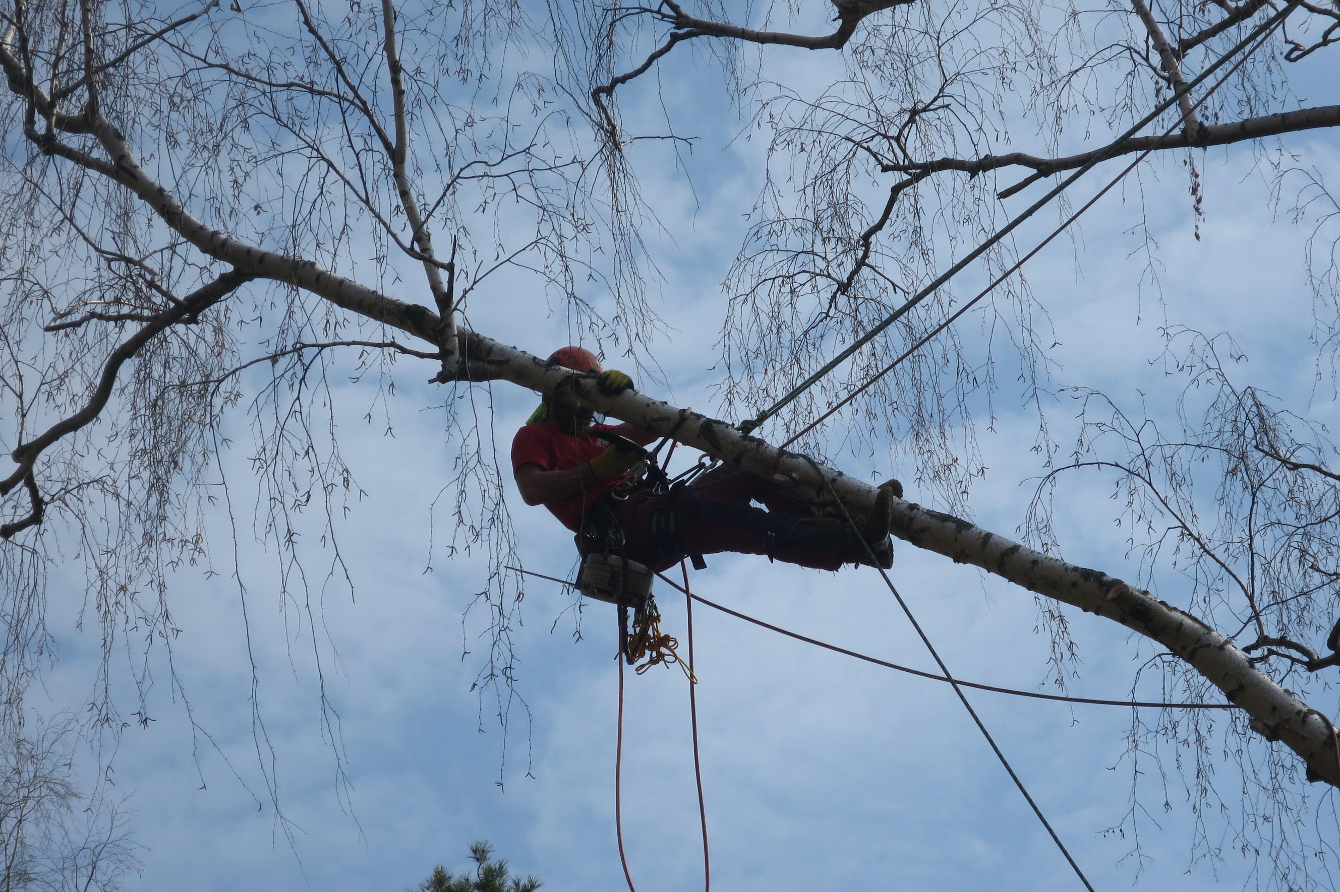 Rizikové kácení Sýkora na větvi