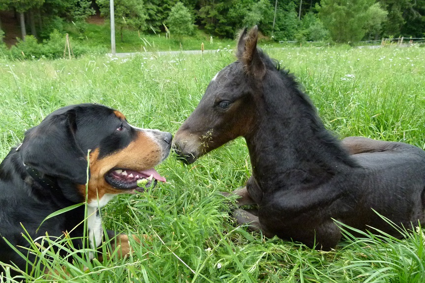 TUROVŠTÍ PSI - chovatelská stanice foto 4