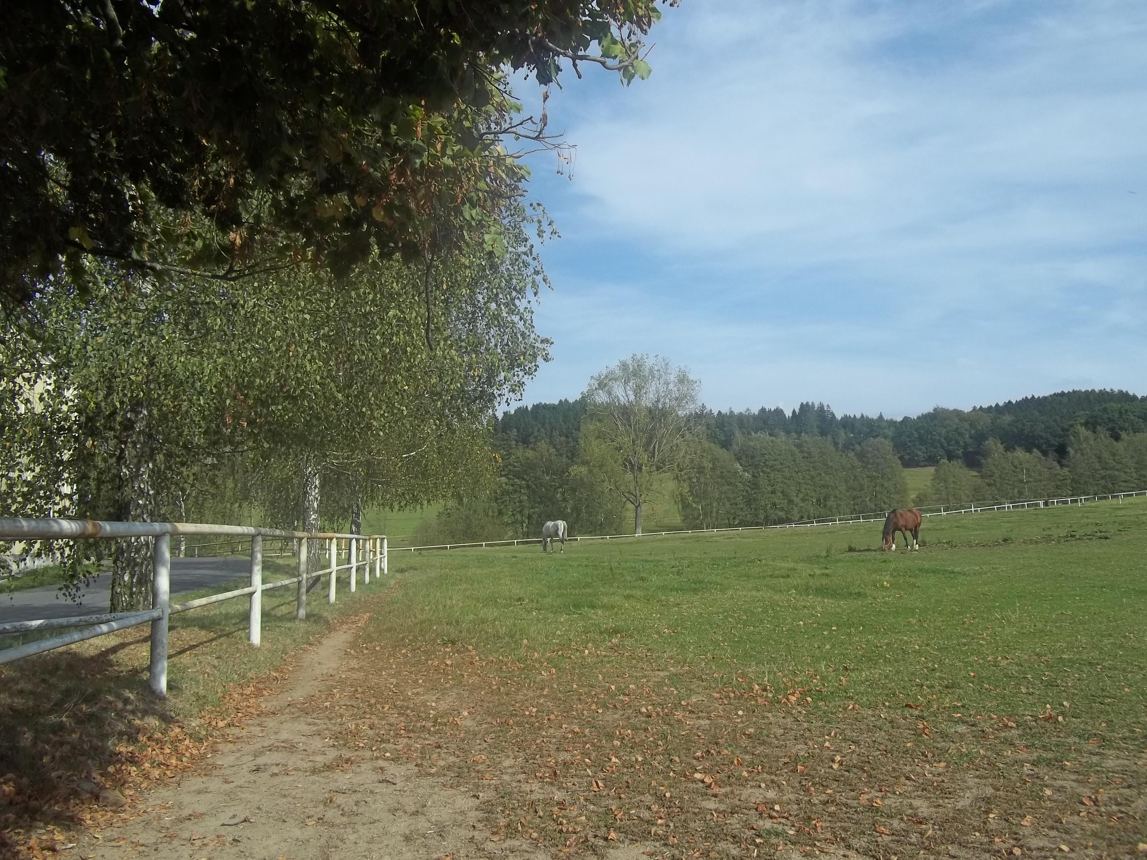 DVŮR PECÍNOV foto 3