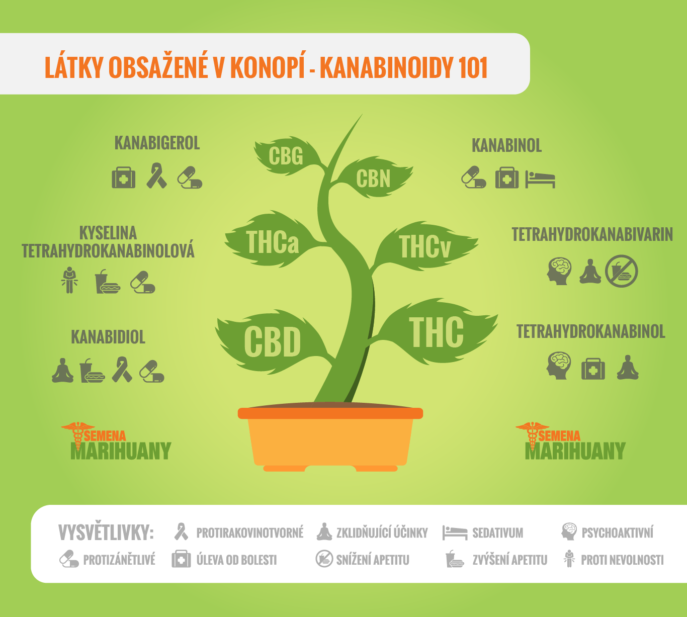 SemenaMarihuany.cz foto 2